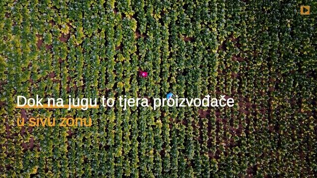 Kako se pravi duhan? смотреть онлайн