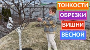 ПРАВИЛА ОБРЕЗКИ ВИШНИ РАННЕЙ ВЕСНОЙ!