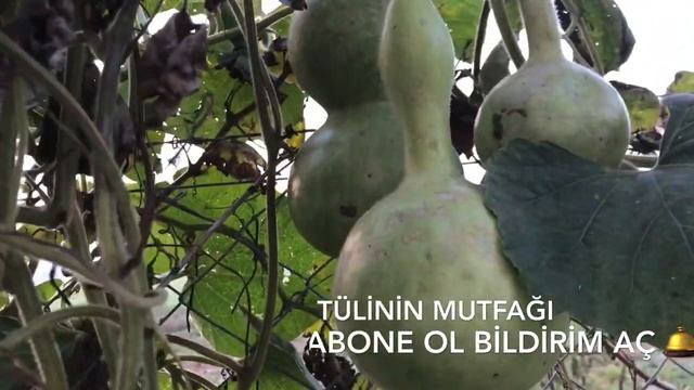 Süs # Su Kabağı Nasıl Toplanır/ Lagenaria Siceraria/ Tülinin Mutfağı