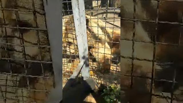 Ми-ми-Мишки Парк львов 'Тайган' г. Белогорск Крым июнь 2024 смотреть онлайн