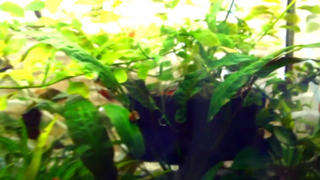 Креветки Черри смотреть онлайн