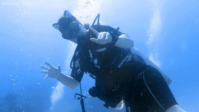 c2024 Cayman Brac Tibbets Wreck Dive color corrected смотреть онлайн