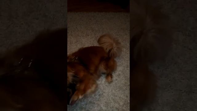 (Pekinese Japan chin)wir spielen mit Lili смотреть онлайн