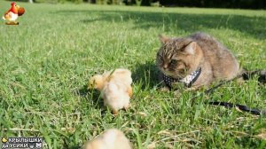 Утята и Цыплята - Кошки и котята (295) Хвостики да Усики ❣️🤗😂