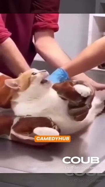 Кот , приколы смотреть онлайн