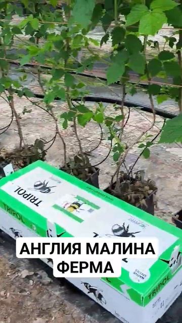 АНГЛИЯ РАБОТА МАЛИНА ФЕРМА смотреть онлайн