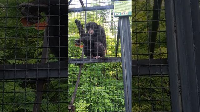 Шимпанзе просит кушать))) смотреть онлайн