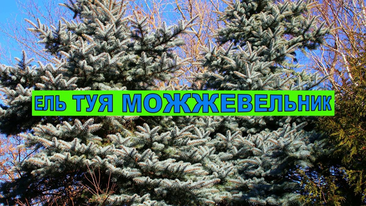 ГОЛУБАЯ ЕЛЬ КЕЙБАБ. ТУЯ СМАРАГД. МОЖЖЕВЕЛЬНИК БЛЮ ЭРРОУ