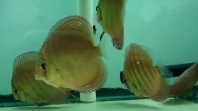 Simply Discus Alenquer update 05-02-08 смотреть онлайн
