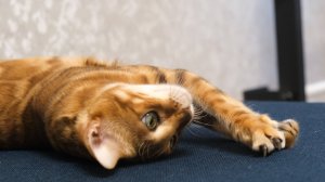 “Жужа: мастер переворотов и прыжков”