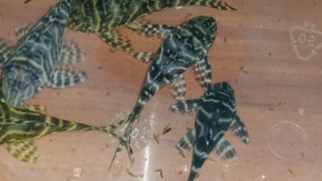Hypancistrus L333 pleco смотреть онлайн