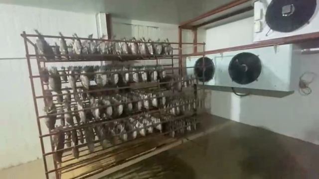 Как мы ускорили сушку рыбы в 3 раза? | Осушитель для камеры вялки на примере одного предприятия