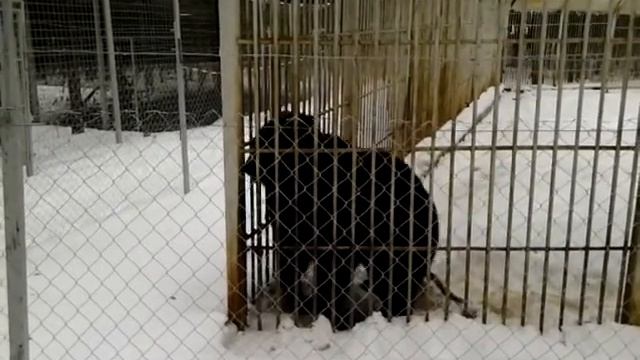 Dancing bear смотреть онлайн