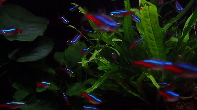 Relaxing fish tank with Neon Tetra and Dwarf Gourami смотреть онлайн