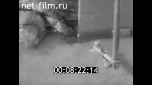 1966г. Москва. МГУ. лаборатория. Крушинский Леонид Викторович.