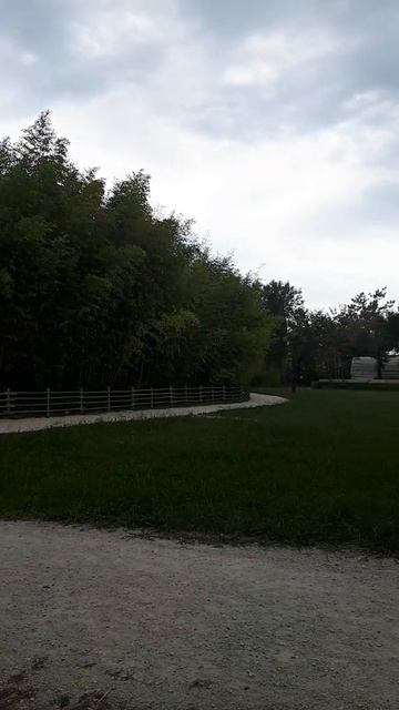 Бамбуковые заросли. смотреть онлайн