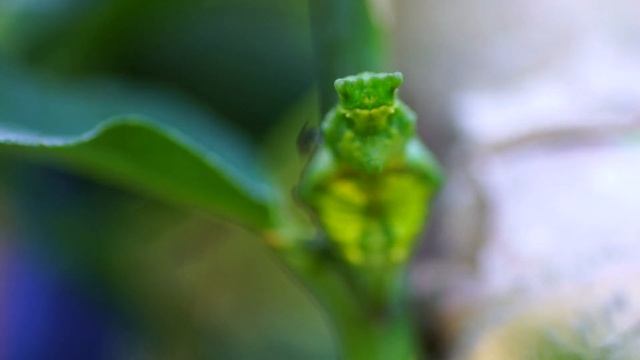 Citrus Swallowtail Butterfly Caterpillar Entering Chrysalis Stage смотреть онлайн