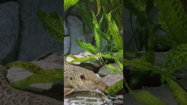 Auchenoglanis occidentalis смотреть онлайн