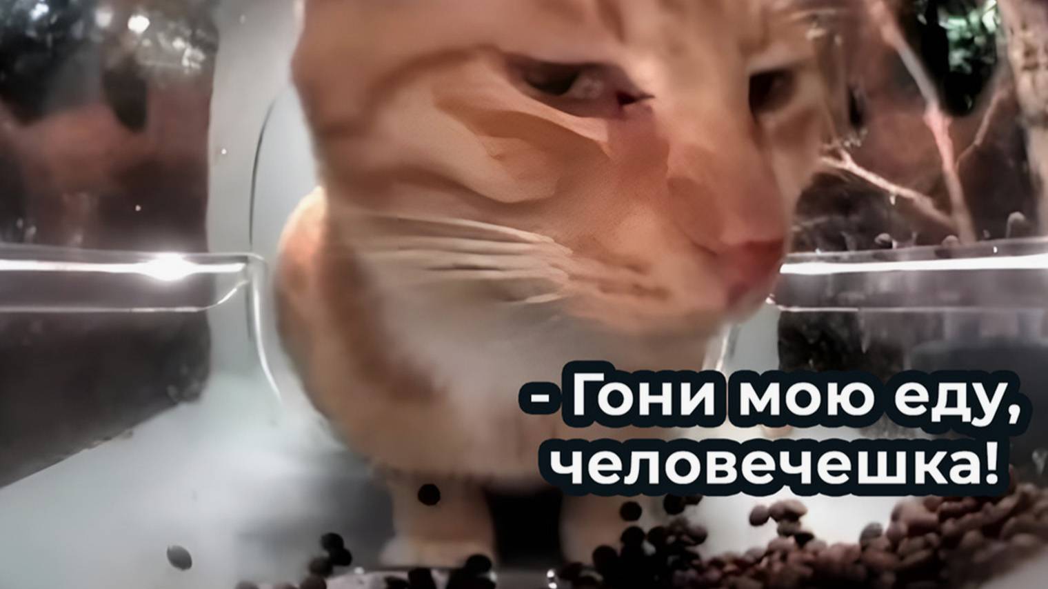 ПРИКОЛЫ С ЖИВОТНЫМИ ДО СЛЕЗ / Смешные КОТЫ / Приколы с КОТАМИ смотреть онлайн
