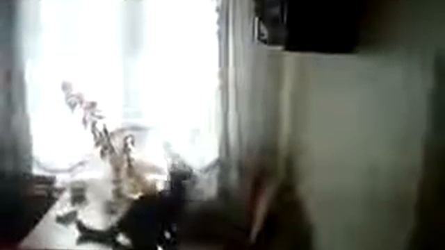прыжок кота в высоту смотреть онлайн