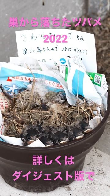 【90万回再生巣落ちのツバメ雛動画未公開シーン】巣から落ちたツバメ2022年５月 смотреть онлайн