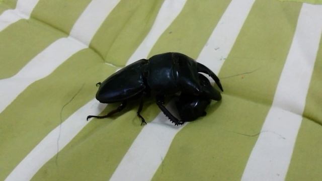 Dorcus titanus titanus ache 99.5mm. смотреть онлайн