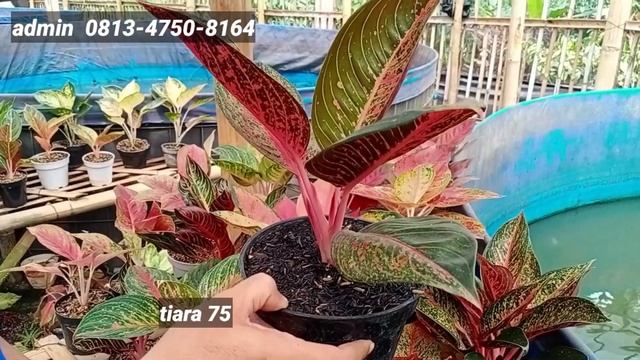 AGLAONEMA TANIAN LOKAL TERSEDIA DISINI‼️ смотреть онлайн