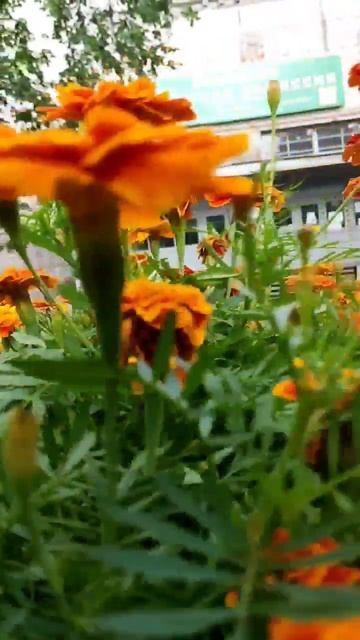 Красота парка Лесотехнического университета 🌸 смотреть онлайн