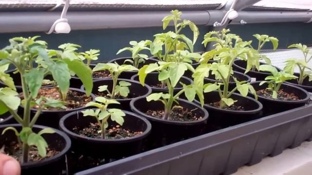 Tiny Tim Tomato Plants Started In 3 Inch Net Cups! Amazing Growth! Try This Method! смотреть онлайн