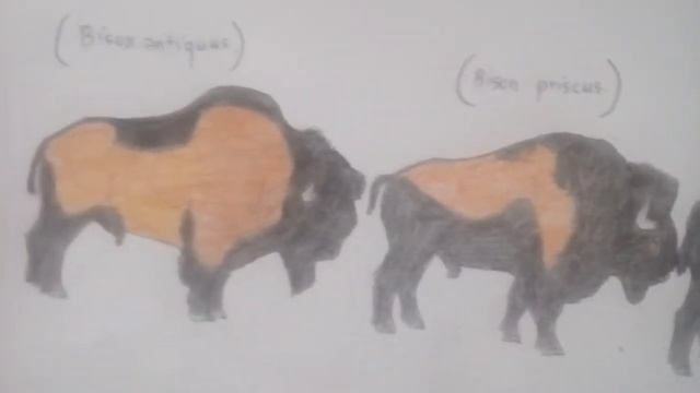 Bison latifrons смотреть онлайн