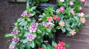 Пикируем катарантусы, рассада из семян