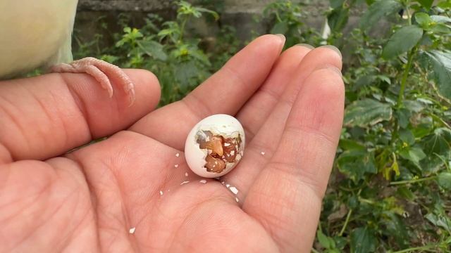 一打开繁殖箱雪碧就来守着，鸟宝宝出壳困难，鸟爸爸细心帮助鸟宝宝剥开蛋壳！【叁伍萌宠】 смотреть онлайн