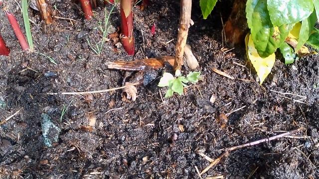 GARDEN TOUR (Easy like a Sunday Morning) Exotic Jungle Garden смотреть онлайн