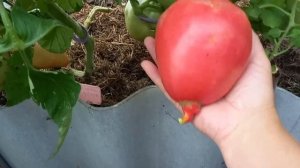 Обзор томата- сердце буйвола 30.07.24г.