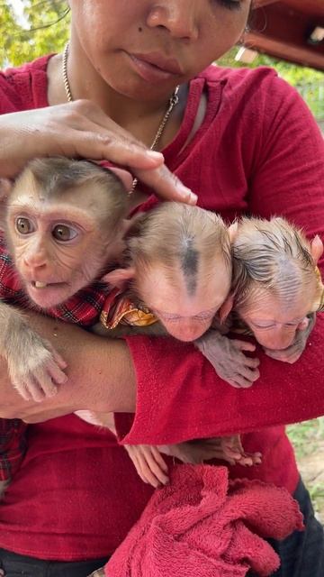 so cute three monkey смотреть онлайн