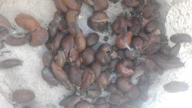 СЛИМАКИ Що робити ????? Вихід завжди є . Треба чистити кирницю смотреть онлайн