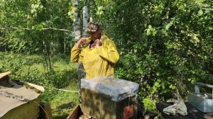 Пчеловодство.Роеловство.Очередной бродячий бакфаст рой прилетел на пасеку. #Роеловство #Пчеловодств