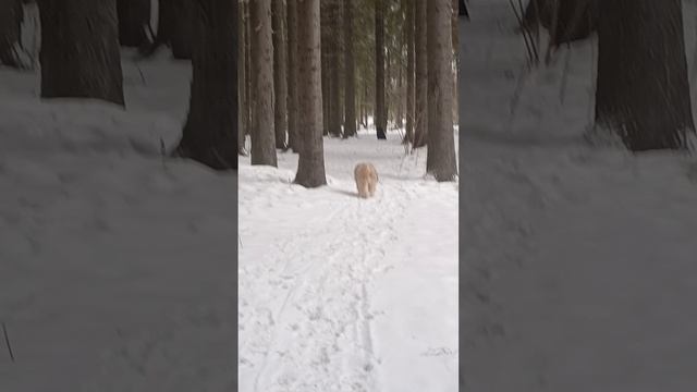 Тибетский терьер 22-03-2025 смотреть онлайн