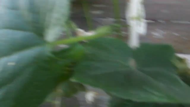 Урожай огурцов на балконе Андрус, Буян, Кураж, Эколь, Полан смотреть онлайн