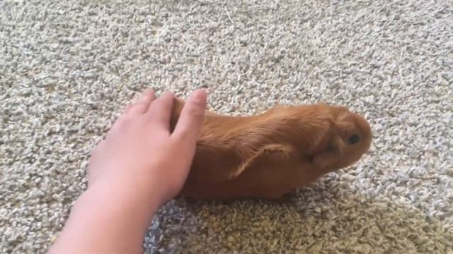 Морская свинка исследует територию смотреть онлайн