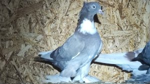 Агасиевские голуби 22.03.2025г.