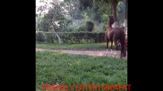 HORSE MATING TECHNIQUES, HORSE BREEDING, ANIMAL MATING смотреть онлайн