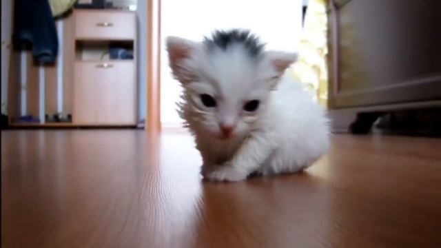 Первые шаги котенка. kitten funny смотреть онлайн