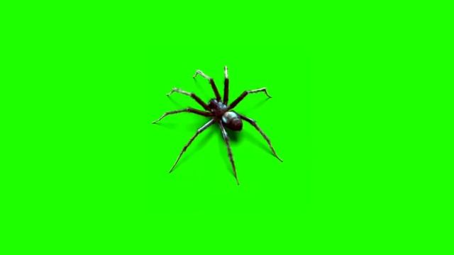 Green screen |🕷 Spider | Footage | Video background | Download | No copyright free use смотреть онлайн