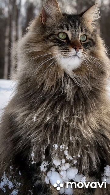 Кошки породы сибирская,среди них есть и фото моего Барсика#💯🐱 смотреть онлайн