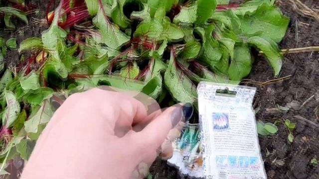 VLOG Урожай редиса Рассаживаю свёклу смотреть онлайн