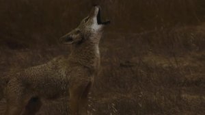 Животные. Природа. 1 час звука койотов в дикой природе