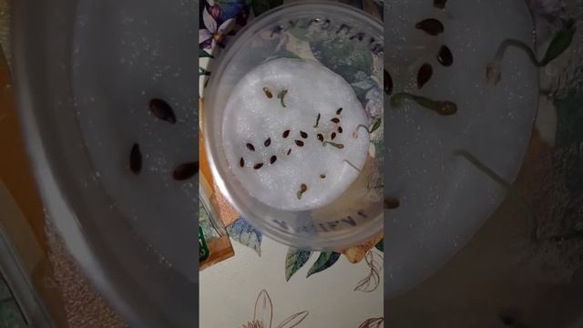 Шок Теперь проращиваю семена только так 24 часа и семена проросли! Огород На Балконе Томаты смотреть онлайн