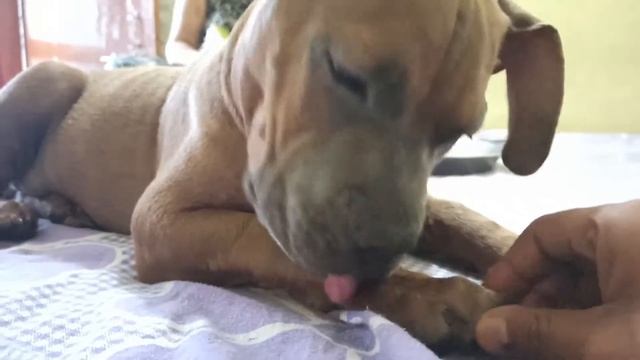 Mera lalachi Belgy 😜 My Dog can Talk 😍 || The American Bully Vlogs смотреть онлайн