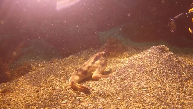 Red Lipped Batfish Cape Douglas Fernandina Galapagos 2018 смотреть онлайн